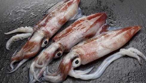 montalbano fritto misto - calamari